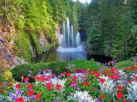 خوش به حال غنچه های نيمه باز استاد محمد رضا شجریان 
