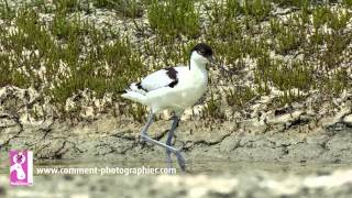 Comment Photographier - Comment faire des photos d'oiseaux et de nature - cours photo gratuit