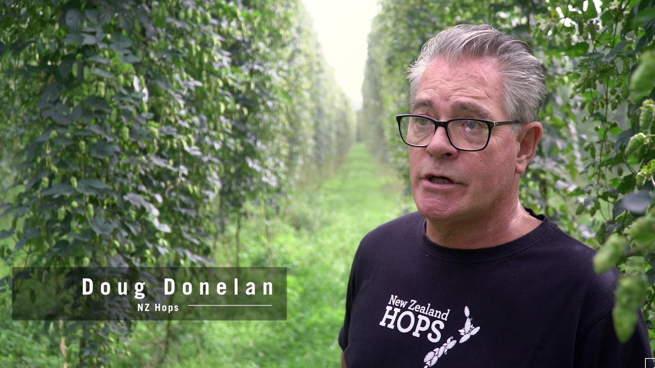 job for me zealand hops job for me zealand hops