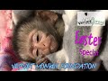 Easter Baby Orphan Monkey Special - Thank you for your support through a very tough year