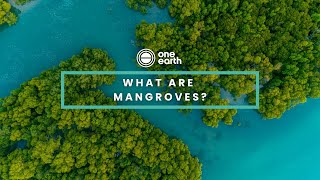 One Earth | What are mangroves?