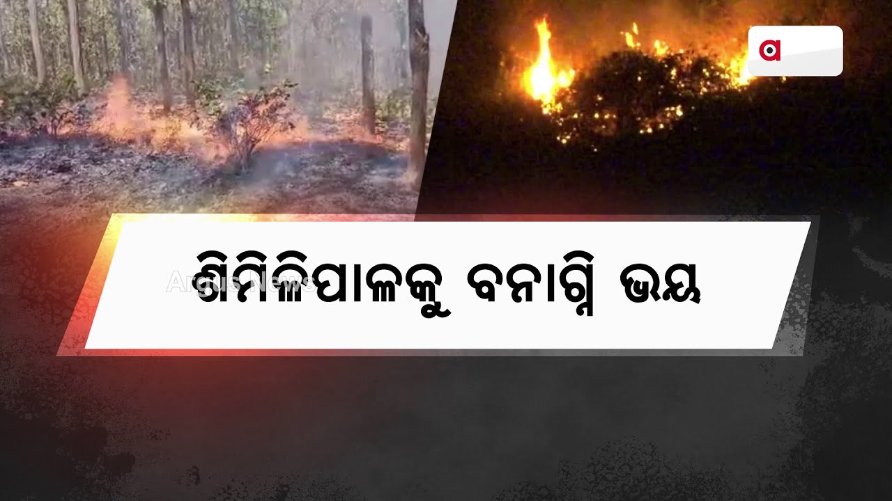 ନିଆଁ ପାଇଁ ବନବିଭାଗର ବଢୁଛି ଚିନ୍ତା | Fire | Forest Department | Similipal | Argus News