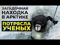 Монстр из Арктики: кого обнаружили вмерзшим в лед | Факты