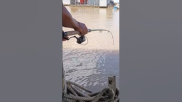 mình tiếp tục lên con tôm nữa nhe mọi người #cauca #song #chê miền tây