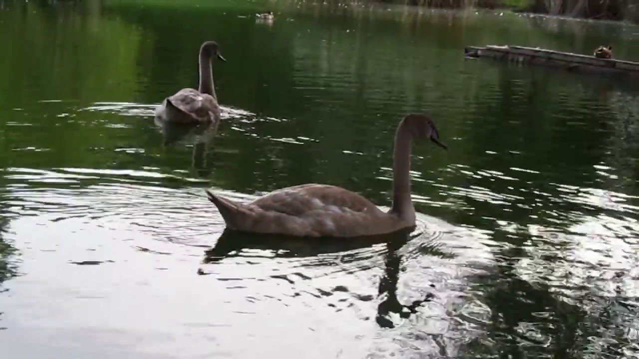 Park Alt Mariendorf Berlin HD