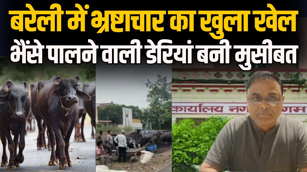 Bareilly में भ्रष्टाचार का खुला खेल नैनीताल रोड पर भैंसे पालने वाली डेरियां बनी मुसीबत 