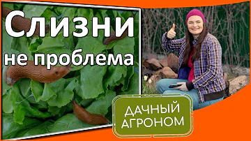 Слизни на огороде – не проблема! Простые средства от слизней для каждого