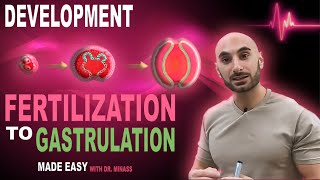 Introduction to Embryology - Fertilisation to Gastrulation (Easy to Understand)