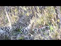 The Beautiful Tintswalo Female Leopard | On the Beat in the Manyeleti #120