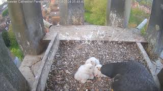 Worcester Cathedral Peregrines 30.04.2024 05:38