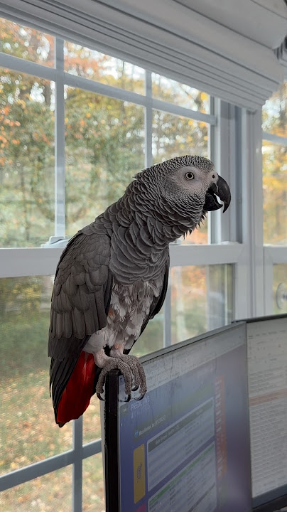 Symons new favorite word is “you promise” 🤣💕Please Subscribe❤️#funnyparrot #birds #talkingparrot