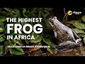 The Highest Living Frog In Africa Discovered On Mount Kilimanjaro Altezza Travel The Highest Living Frog In Africa Discovered On Mount Kilimanjaro Altezza Travel