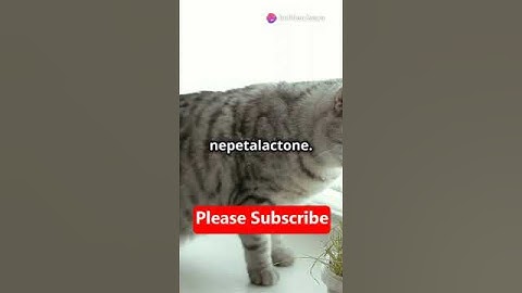 Why Do Cats Go Crazy for Catnip - Amazing Cat Behaviors You’ve Never Noticed! - Fun Point