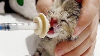 3 kittens buried in a trash can, rescued by a passing woman and taken home, but only 2 survived