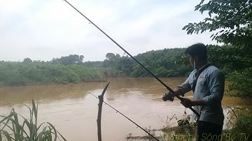 Một mình dàn cần 3 bãi câu,câu cá mùa nước lũ!