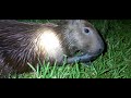 #caça das capivara