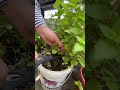 بچه ها بیاید با هم نعنا بچینیم اشپزی خونگی Cooking آشپزی Cookingfood Foryou بچه ها بیاید با هم نعنا بچینیم اشپزی خونگی Cooking آشپزی Cookingfood Foryou