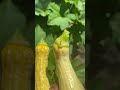 Small Squash Harvest #vegetablegarden #gardening #garden