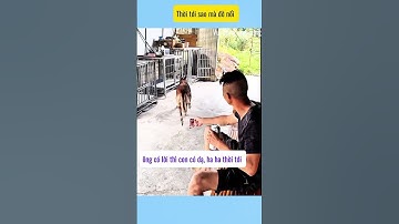 Thời tới sao mà đỡ nổi # vui cùng cún cưng