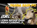 GOBEL SAPI PO TERBESAR, LEBIH BESAR DARI MBAH GARENG..!