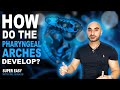 Embryology of the Pharyngeal Arches (Easy to Understand)