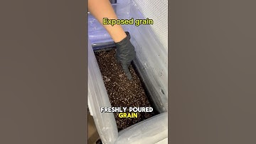 Is Casing Layer Necessary?