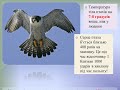 1 квітня -  Міжнародний день птахів