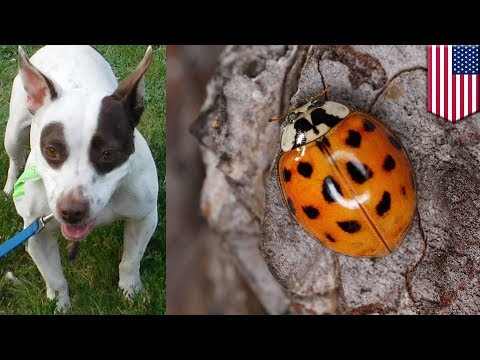 Video: Anjing Dengan Pewarna Hitam di Mulut mereka