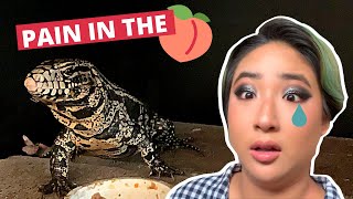 What It's Like Owning A FOUR FOOT Lizard! // Black And White Argentine Tegu + Name Reveal