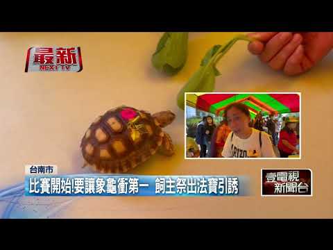 龜速也能賽跑！ 台南象龜競速賽飼主爭第一「出奇招」