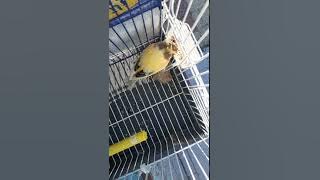 بداية 🐾تغريد الكناري🐤 في عمر 7 اشهر🐥