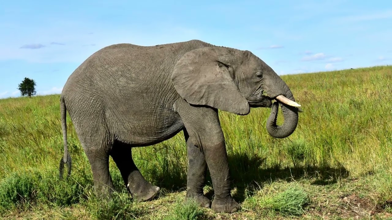 Olifanten en Zebra’ s in Tanzania 