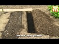 How to plant and grow Asparagus with Thompson & Morgan.