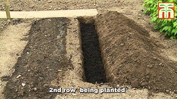 How to plant and grow Asparagus with Thompson & Morgan.