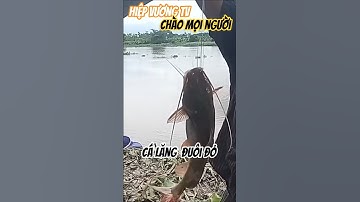 Hai a , e bắt ngờ dính cá lăng đuôi đỏ ,to khủng , sông Sài Gòn..