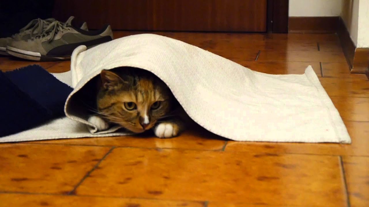 hiding florence and the machine Cats Love Hide and Seek