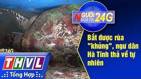 THVL | Người đưa tin 24G: Bắt được rùa "khủng", ngư dân Hà Tĩnh thả về tự nhiên