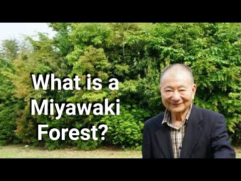 Miyawaki Method of Plantation I Afforestation I Akira Miyawaki I Man Made Forest I urban forest