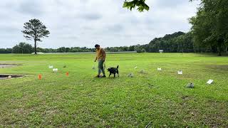 Cattle Dog Tries...AKC Virtual Rally Novice (Course 2)