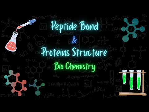 الرابطة الببتيدية وبنى البروتين - peptide bond and proteins structures - تعلم بالعربي