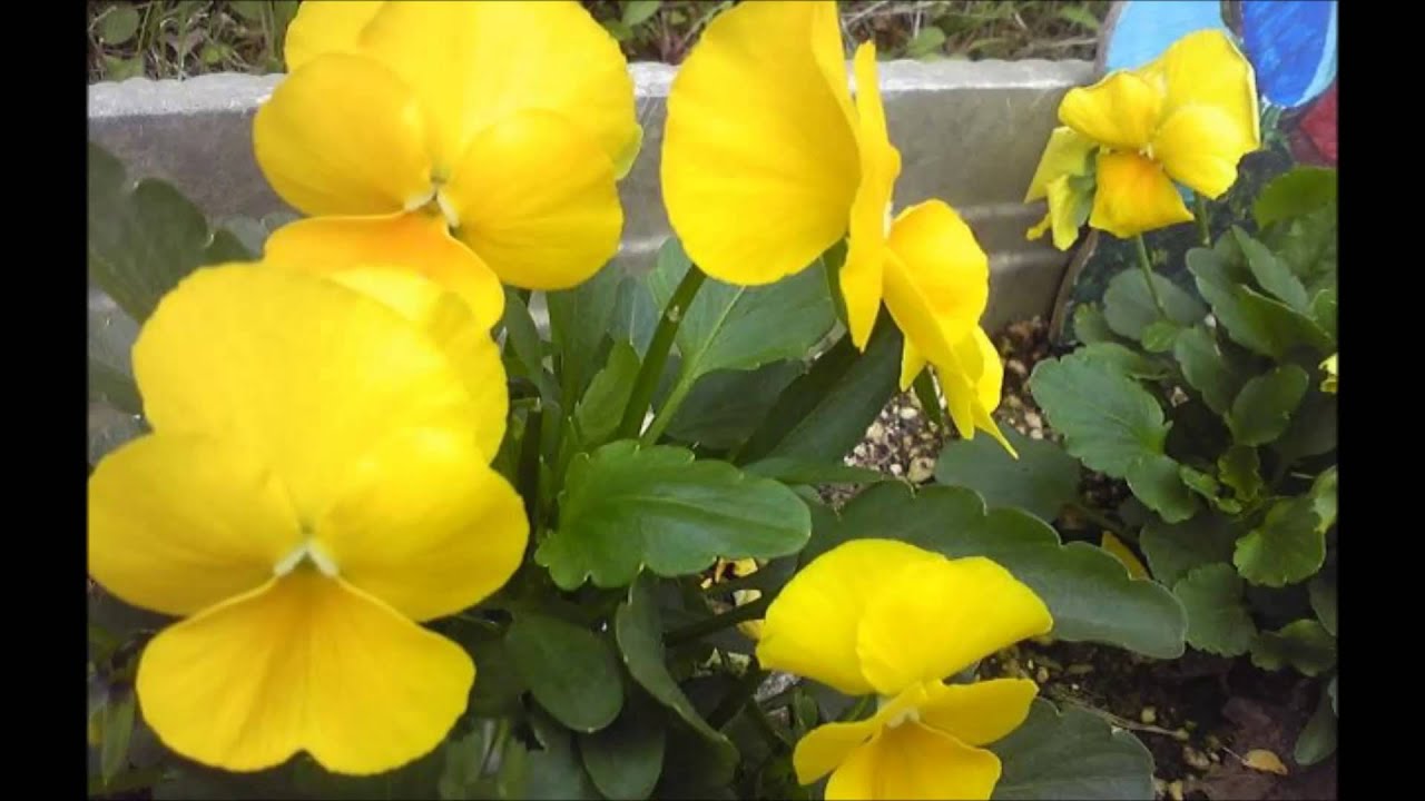 編曲教學 春の日の花と輝く(さとうささら)