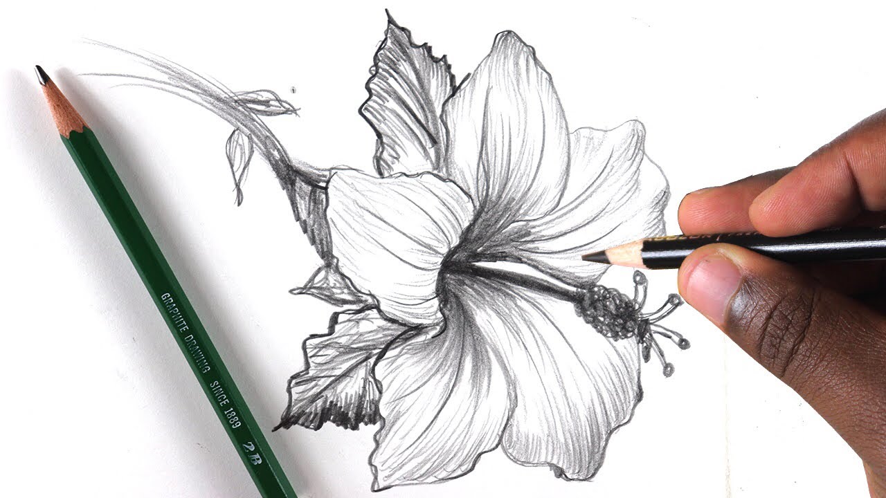 Delicate flower sketch Black and White Stock Photos & Images - Page 3 -  Alamy