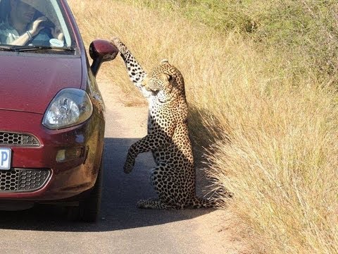 Leopard Likes His Reflection On Car - 18 May 2013 - Latest Sightings