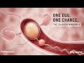 👉 How One Egg Changes Everything in 24 Hours 🧬One moment. One chance. The science behind pregnancy.