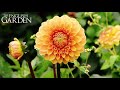 Great british flowers week dahlias