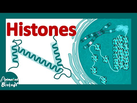 Video: Histones - what are they and what are their functions? Types and modifications