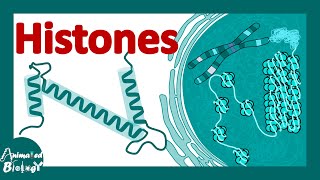 Histones | histones and nucleosomes | histone modification | structure of histones