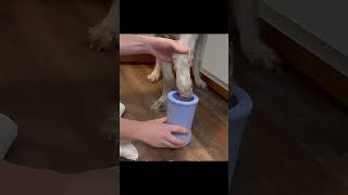 Latest Automatic Dog Paw Washer #reel #reels #shortsvideo #shorts #viral #viralvideos