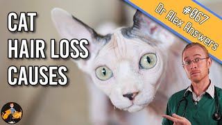 Hair Loss in Cats: how to find out why their fur is falling out  Cat Health Vet Advice