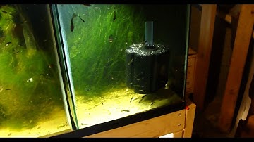 Sponge Filter Beginner Help - How Do I Sink This?